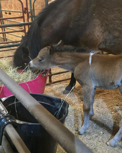 2026 Filly