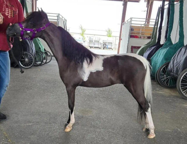 2024 Scott Creek Filly 2024 Scott Creek Filly