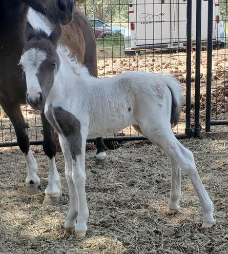 2025 Scott Creek Filly