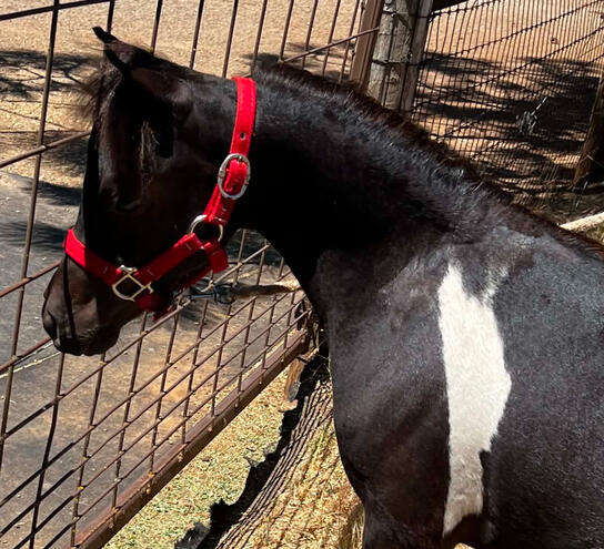 2024 Scott Creek Colt 2024 Scott Creek Colt